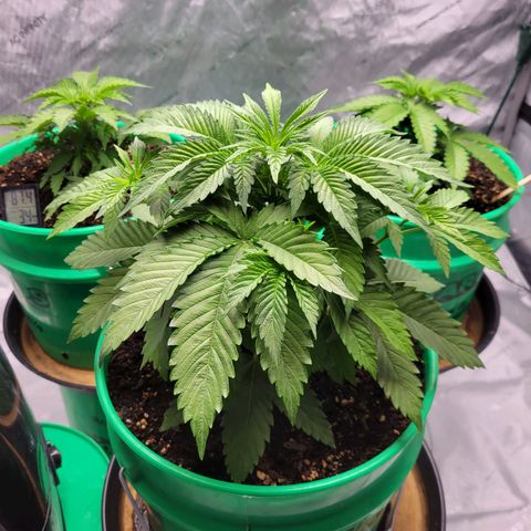 Gorilla Glue Fem - AC Infinity 5x5 growlog timeline photo