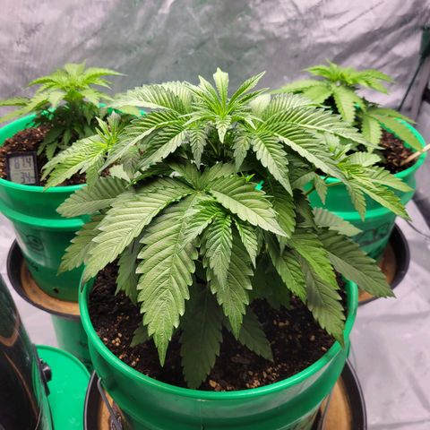 Gorilla Glue Fem - AC Infinity 5x5 growlog timeline photo