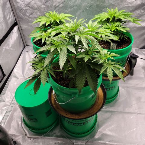 Gorilla Glue Fem - AC Infinity 5x5 growlog timeline photo
