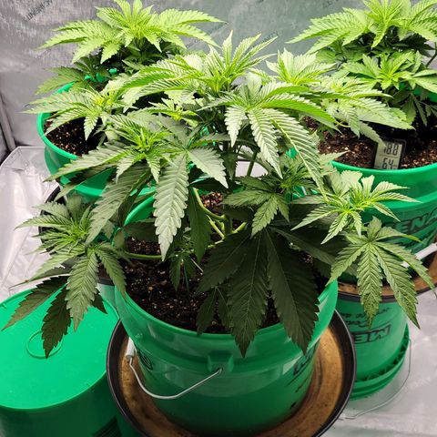 Gorilla Glue Fem - AC Infinity 5x5 growlog timeline photo