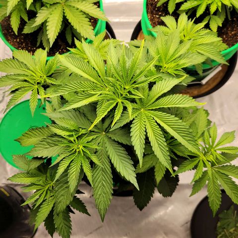 Gorilla Glue Fem - AC Infinity 5x5 growlog timeline photo