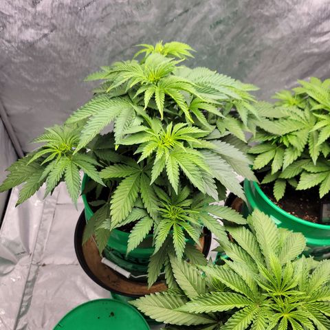 Gorilla Glue Fem - AC Infinity 5x5 growlog timeline photo