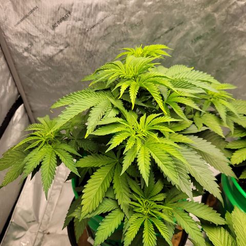 Gorilla Glue Fem - AC Infinity 5x5 growlog timeline photo