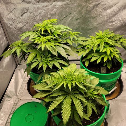 Gorilla Glue Fem - AC Infinity 5x5 growlog timeline photo