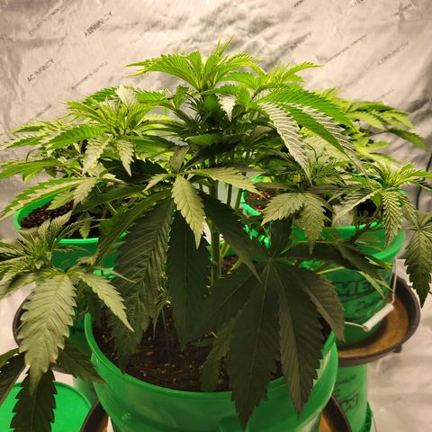 Gorilla Glue Fem - AC Infinity 5x5 growlog timeline photo