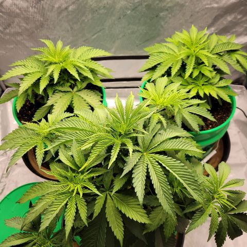 Gorilla Glue Fem - AC Infinity 5x5 growlog timeline photo