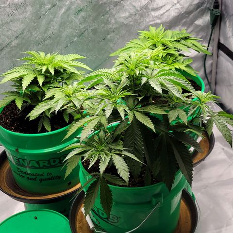 Gorilla Glue Fem - AC Infinity 5x5 growlog timeline photo