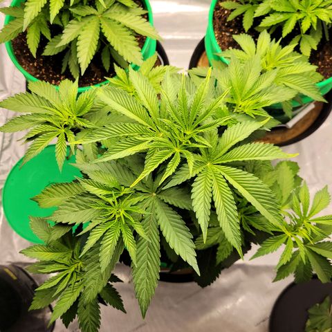 Gorilla Glue Fem - AC Infinity 5x5 growlog timeline photo
