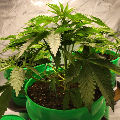 Gorilla Glue Fem - AC Infinity 5x5 growlog timeline photo