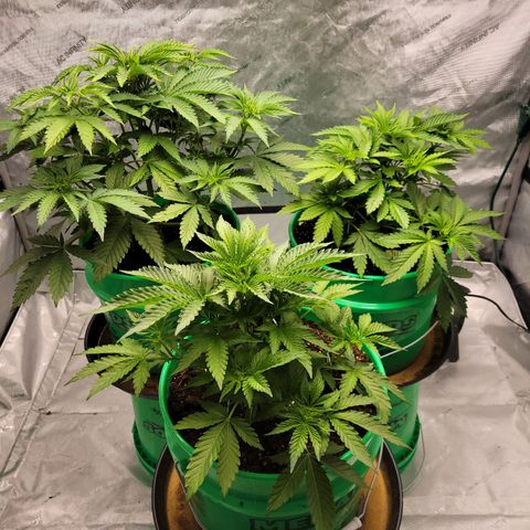 Gorilla Glue Fem - AC Infinity 5x5 growlog timeline photo