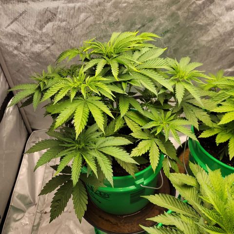 Gorilla Glue Fem - AC Infinity 5x5 growlog timeline photo