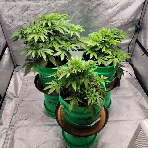 Gorilla Glue Fem - AC Infinity 5x5 growlog timeline photo