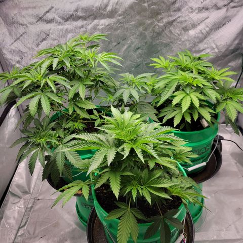 Gorilla Glue Fem - AC Infinity 5x5 growlog timeline photo