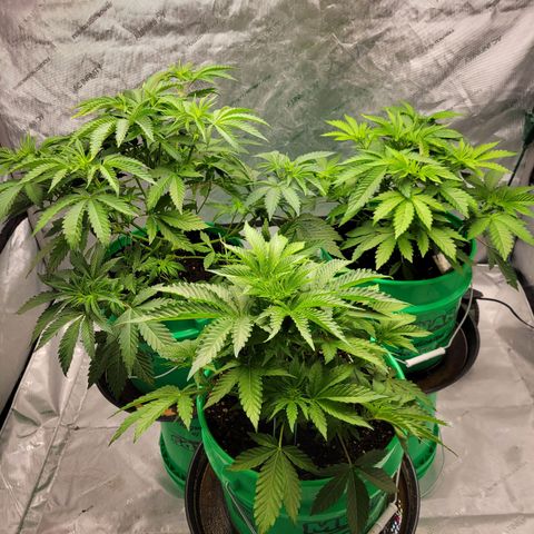 Gorilla Glue Fem - AC Infinity 5x5 growlog timeline photo