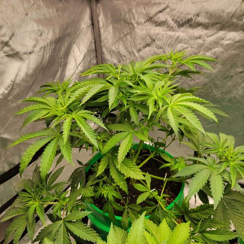 Gorilla Glue Fem - AC Infinity 5x5 growlog timeline photo