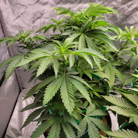 Gorilla Glue Fem - AC Infinity 5x5 growlog timeline photo