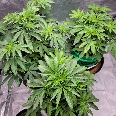 Gorilla Glue Fem - AC Infinity 5x5 growlog timeline photo