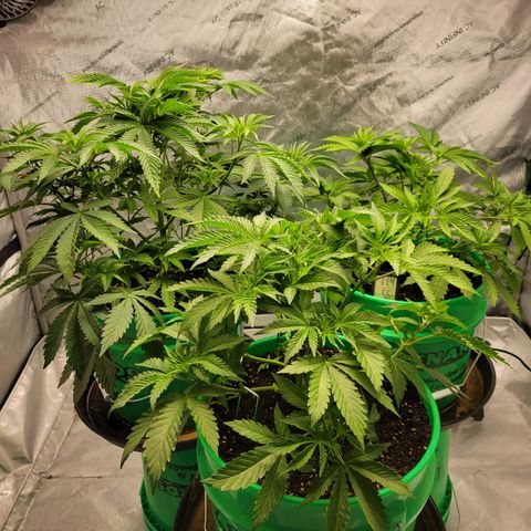 Gorilla Glue Fem - AC Infinity 5x5 growlog timeline photo