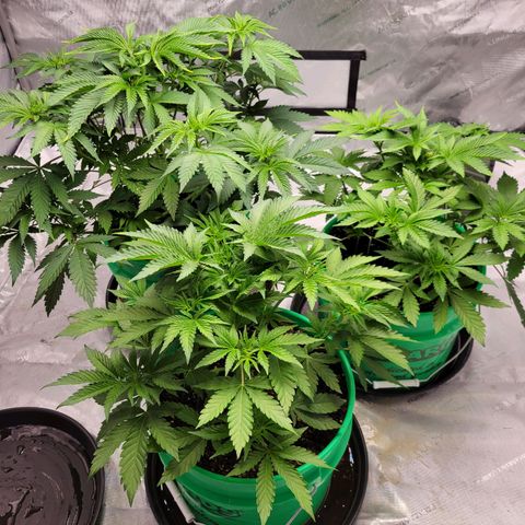 Gorilla Glue Fem - AC Infinity 5x5 growlog timeline photo