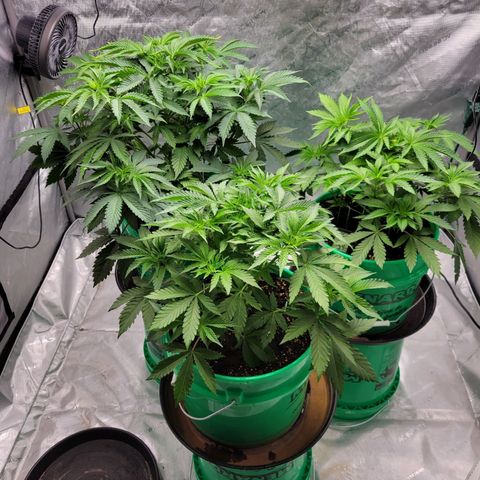 Gorilla Glue Fem - AC Infinity 5x5 growlog timeline photo
