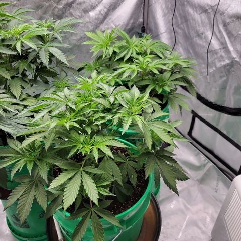 Gorilla Glue Fem - AC Infinity 5x5 growlog timeline photo