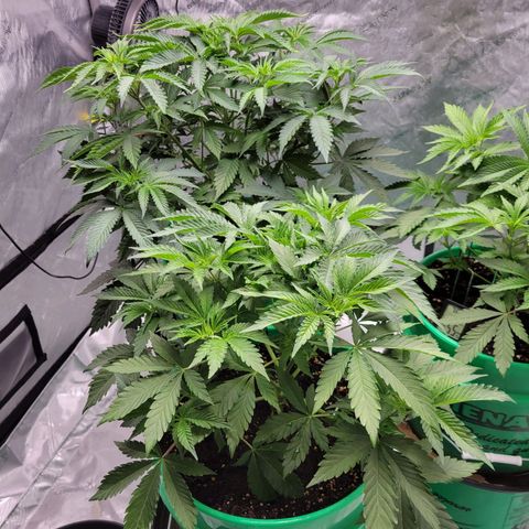 Gorilla Glue Fem - AC Infinity 5x5 growlog timeline photo