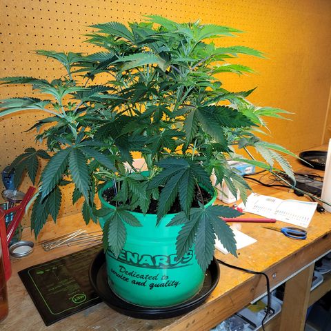 Gorilla Glue Fem - AC Infinity 5x5 growlog timeline photo