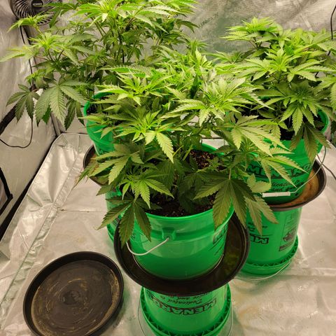 Gorilla Glue Fem - AC Infinity 5x5 growlog timeline photo