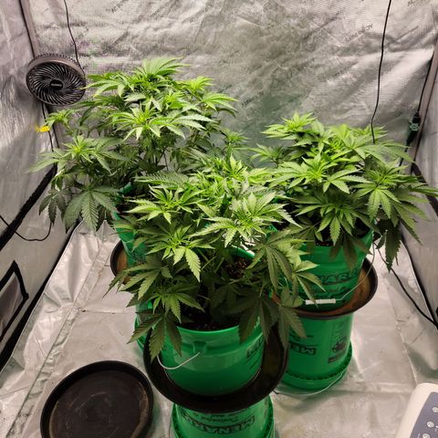 Gorilla Glue Fem - AC Infinity 5x5 growlog timeline photo
