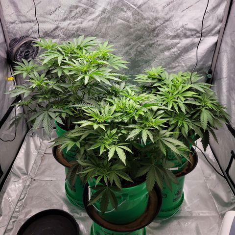 Gorilla Glue Fem - AC Infinity 5x5 growlog timeline photo