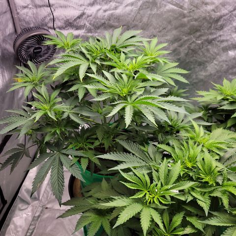 Gorilla Glue Fem - AC Infinity 5x5 growlog timeline photo
