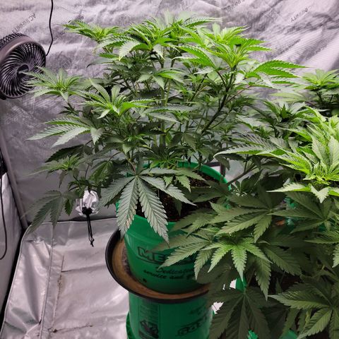 Gorilla Glue Fem - AC Infinity 5x5 growlog timeline photo
