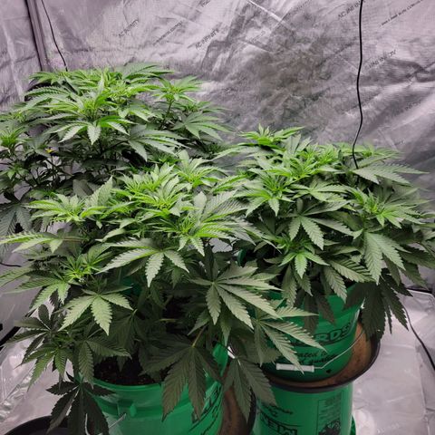 Gorilla Glue Fem - AC Infinity 5x5 growlog timeline photo