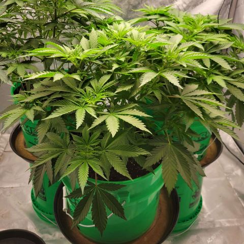 Gorilla Glue Fem - AC Infinity 5x5 growlog timeline photo