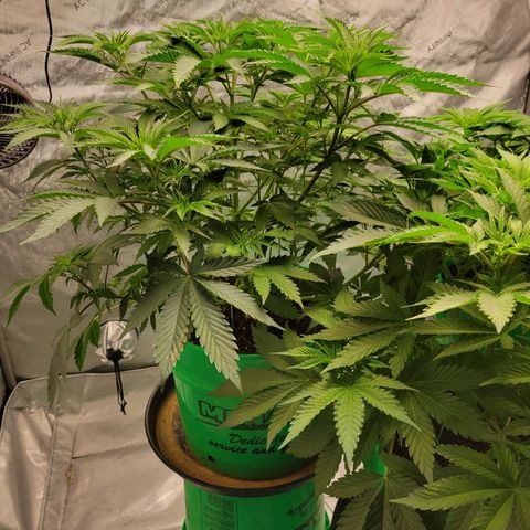 Gorilla Glue Fem - AC Infinity 5x5 growlog timeline photo