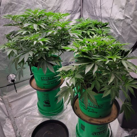 Gorilla Glue Fem - AC Infinity 5x5 growlog timeline photo