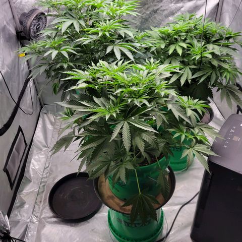 Gorilla Glue Fem - AC Infinity 5x5 growlog timeline photo