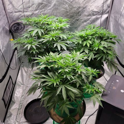 Gorilla Glue Fem - AC Infinity 5x5 growlog timeline photo