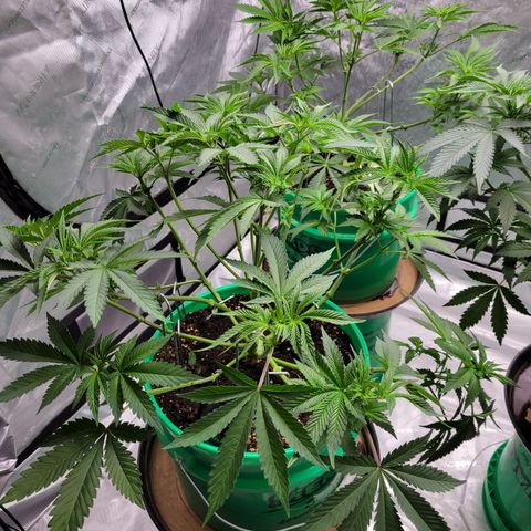 Gorilla Glue Fem - AC Infinity 5x5 growlog timeline photo