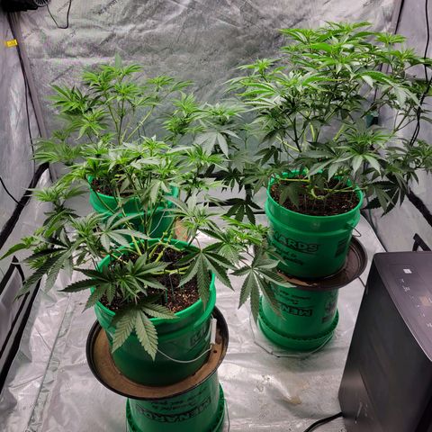 Gorilla Glue Fem - AC Infinity 5x5 growlog timeline photo