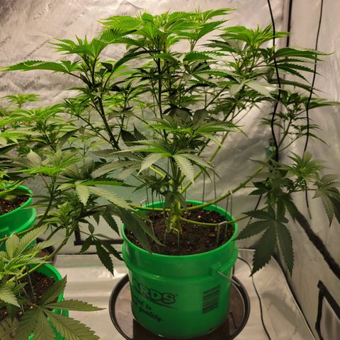 Gorilla Glue Fem - AC Infinity 5x5 growlog timeline photo