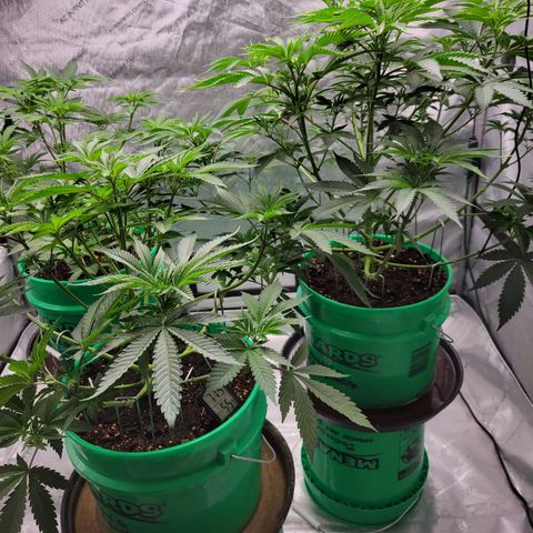 Gorilla Glue Fem - AC Infinity 5x5 growlog timeline photo