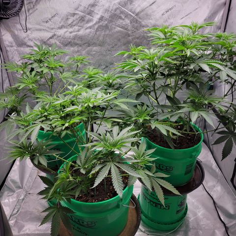 Gorilla Glue Fem - AC Infinity 5x5 growlog timeline photo