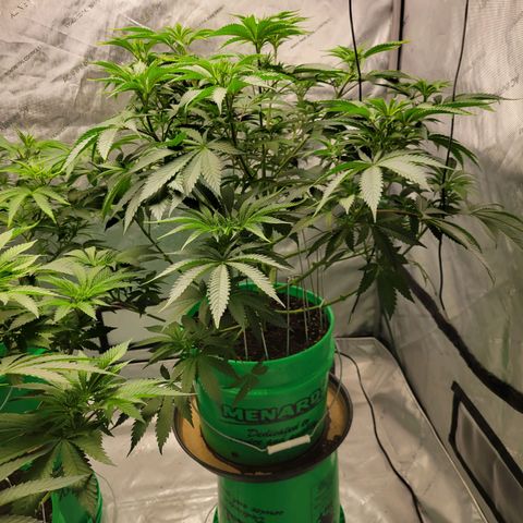 Gorilla Glue Fem - AC Infinity 5x5 growlog timeline photo