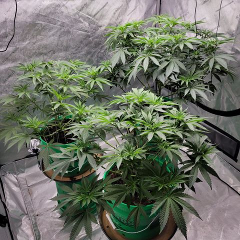 Gorilla Glue Fem - AC Infinity 5x5 growlog timeline photo