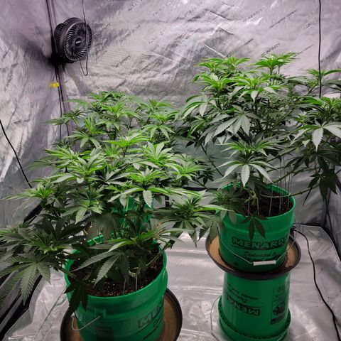 Gorilla Glue Fem - AC Infinity 5x5 growlog timeline photo