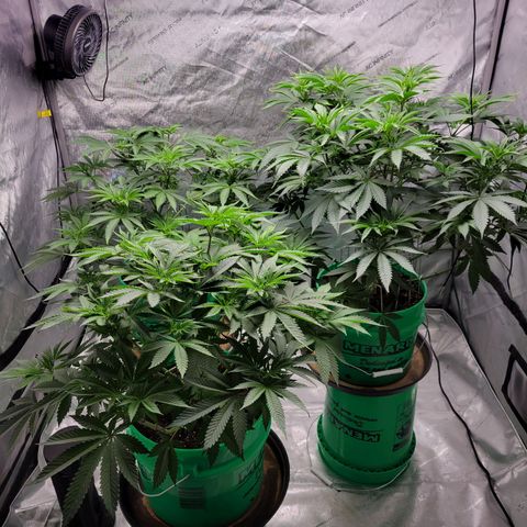 Gorilla Glue Fem - AC Infinity 5x5 growlog timeline photo