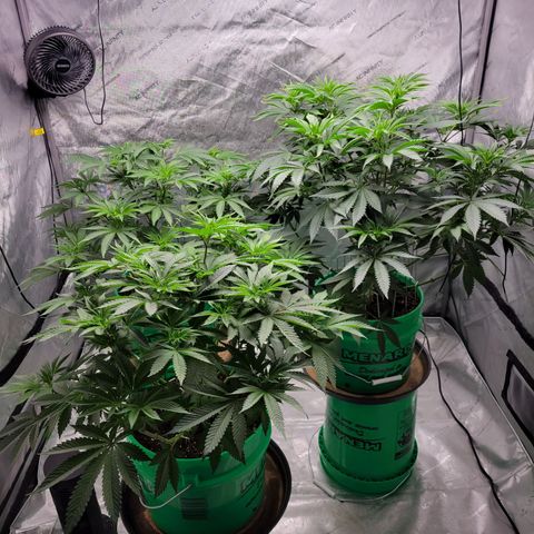 Gorilla Glue Fem - AC Infinity 5x5 growlog timeline photo