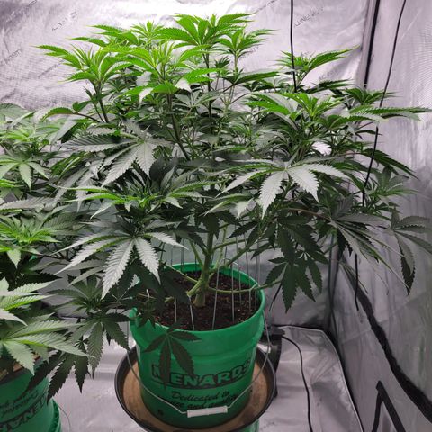 Gorilla Glue Fem - AC Infinity 5x5 growlog timeline photo