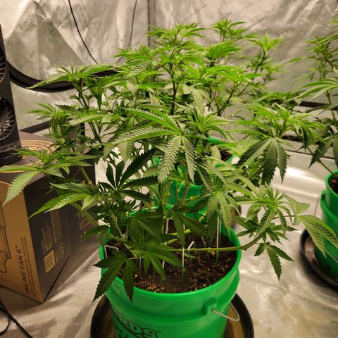 Gorilla Glue Fem - AC Infinity 5x5 growlog timeline photo